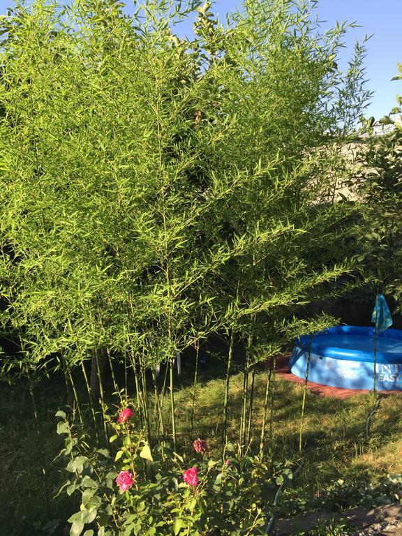 Guesthouse Natali Telawi Zewnętrze zdjęcie